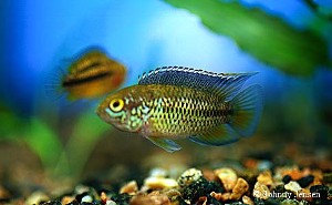 Nannacara anomala