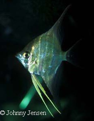 Altum scalare