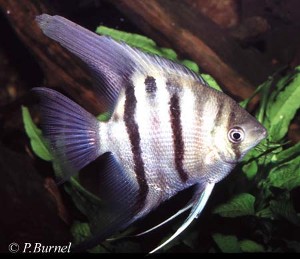Pterophyllum leopoldi