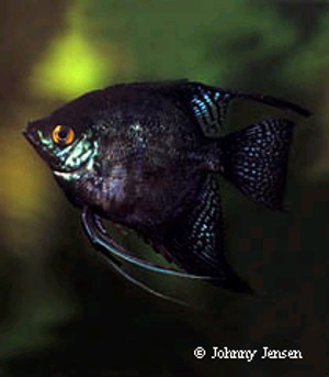 Pterophyllum scalare Black