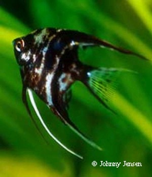 Pterophyllum scalare Black Marbled