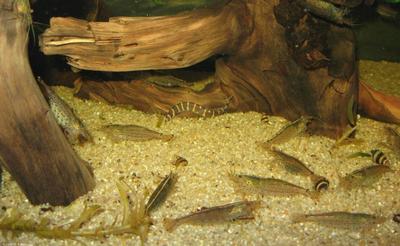 Caridina multidentata