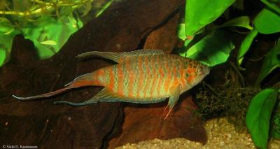 Macropodus opercularis