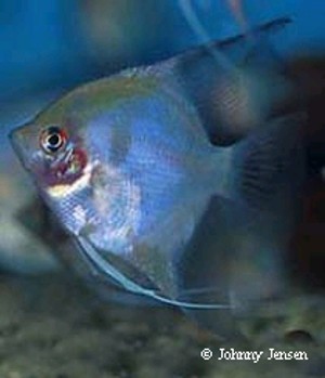 Pterophyllum scalare Bleeding Heart