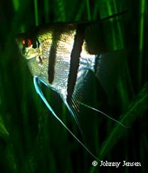 Pterophyllum scalare Common