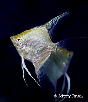 Pterophyllum scalare Golden