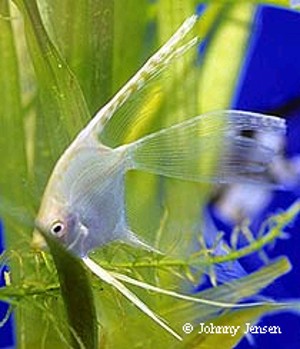 Pterophyllum scalare Golden Veiltail