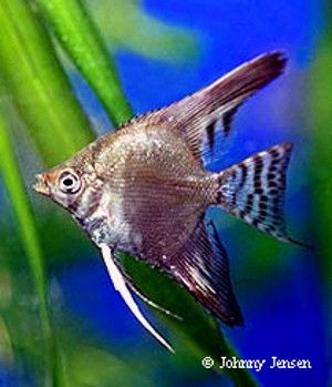 Pterophyllum scalare Green Flame