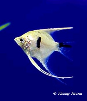 Pterophyllum scalare Panda