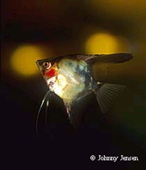 Pterophyllum scalare Red
