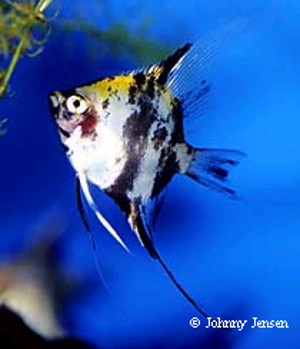 Pterophyllum scalare Redhead Marbled