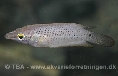 Ctenops nobilis