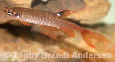 Copella arnoldi