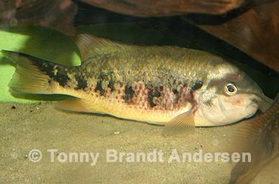Tomocichla tuba