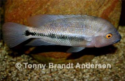 Vieja fenestrata