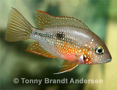 Thorichthys ellioti