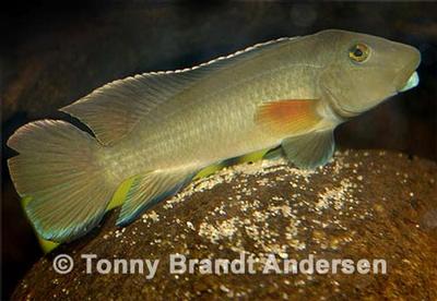 Steatocranus irvinei