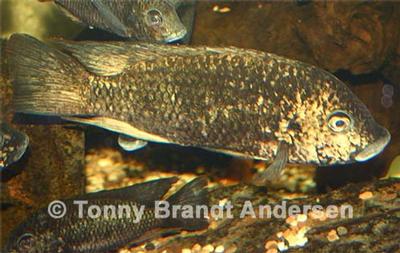 Tilapia discolor fra Ghana