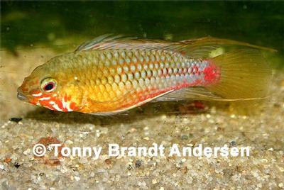 Apistogramma hongsloi
