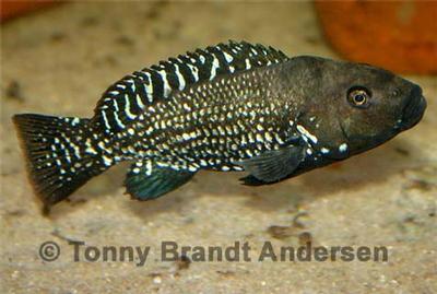 Iranocichla hormuzensis