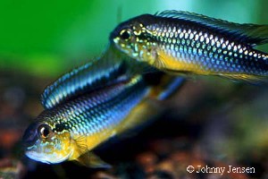 Apistogramma agassizii