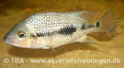Amphilophus calobrensis