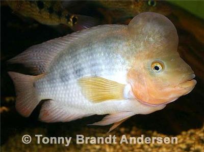 Amphilophus hogaboomorum