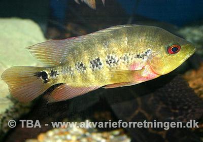 Amphilophus lyonsi