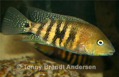 Amphilophus nourissati