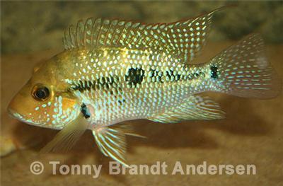 Amphilophus robertsoni