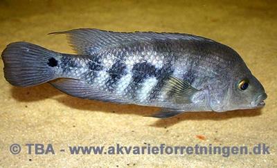 Amphilophus zaliosus