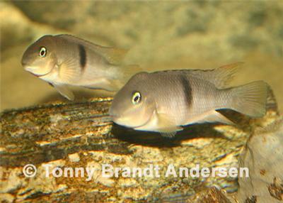 Neetroplus nematopus par