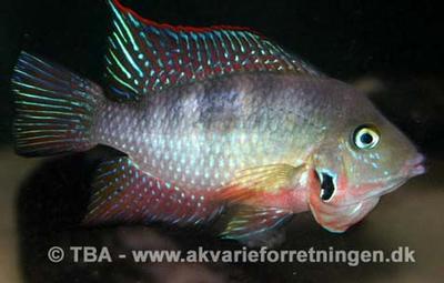 Thorichthys meeki "Villahermosa"
