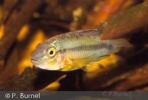 Apistogramma atahualpa