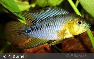 Apistogramma borelli