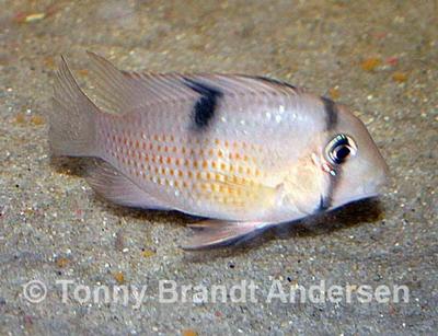Guianacara sp. "Rio Jatapu"
