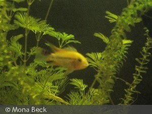 Han, 7,5 cm "east"