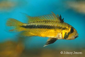 Appistogramma Cacatuoides  hun