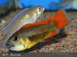 Apistogramma cacatuoides "red flash"