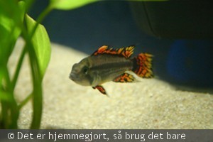 5-dob rød