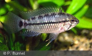 apistogramma caetei