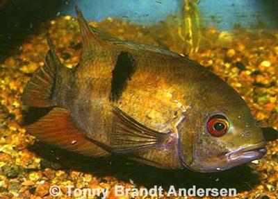 Hypselecara coryphanoides