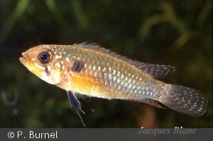 Apistogramma elizabethae hun