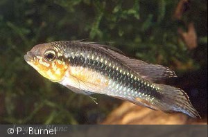 Apistogramma elizabethae han
