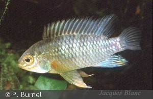 Apistogramma eunotus han