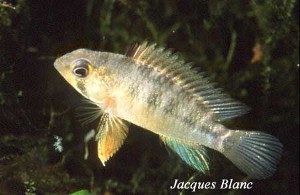 Apistogramma eunotus