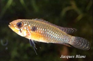 Apistogramma eunotus