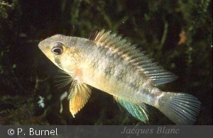 Apistogramma eunotus hun