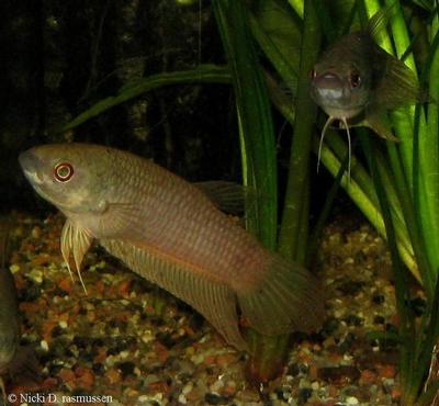 Betta pardalotos