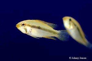 Apistogramma gibbiceps